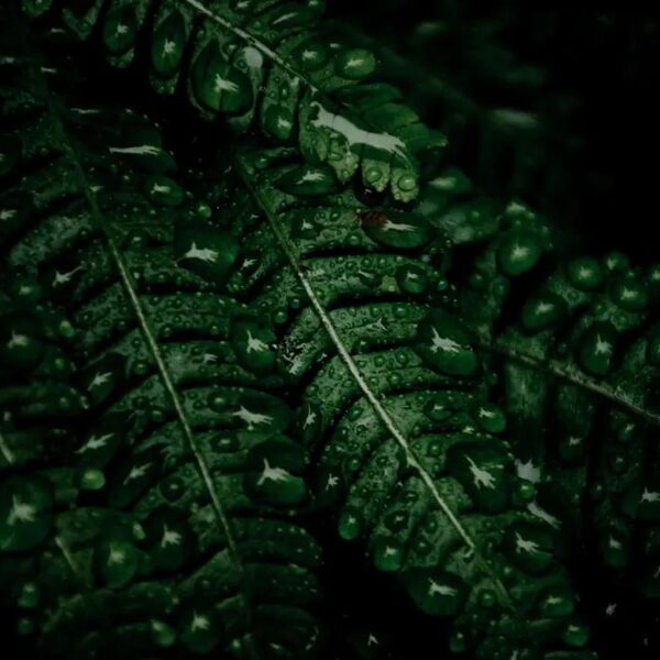 "Veselība sākas ar soli."