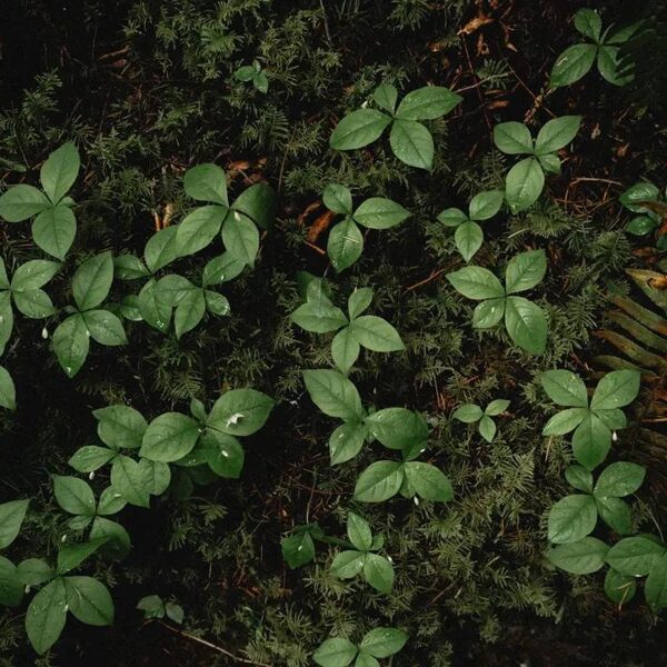 "Pēdas – tas ir mūsu kontakts ar zemi."